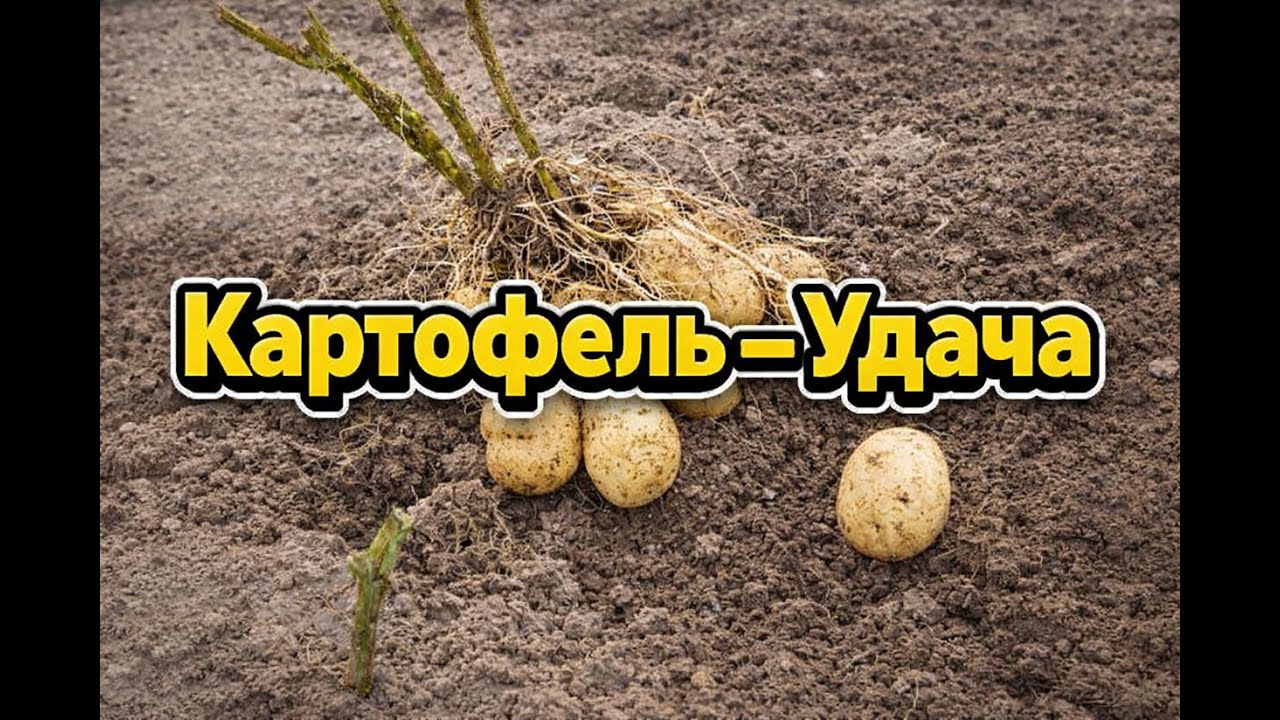 Картофель Удача: простой урожай в вашем огороде