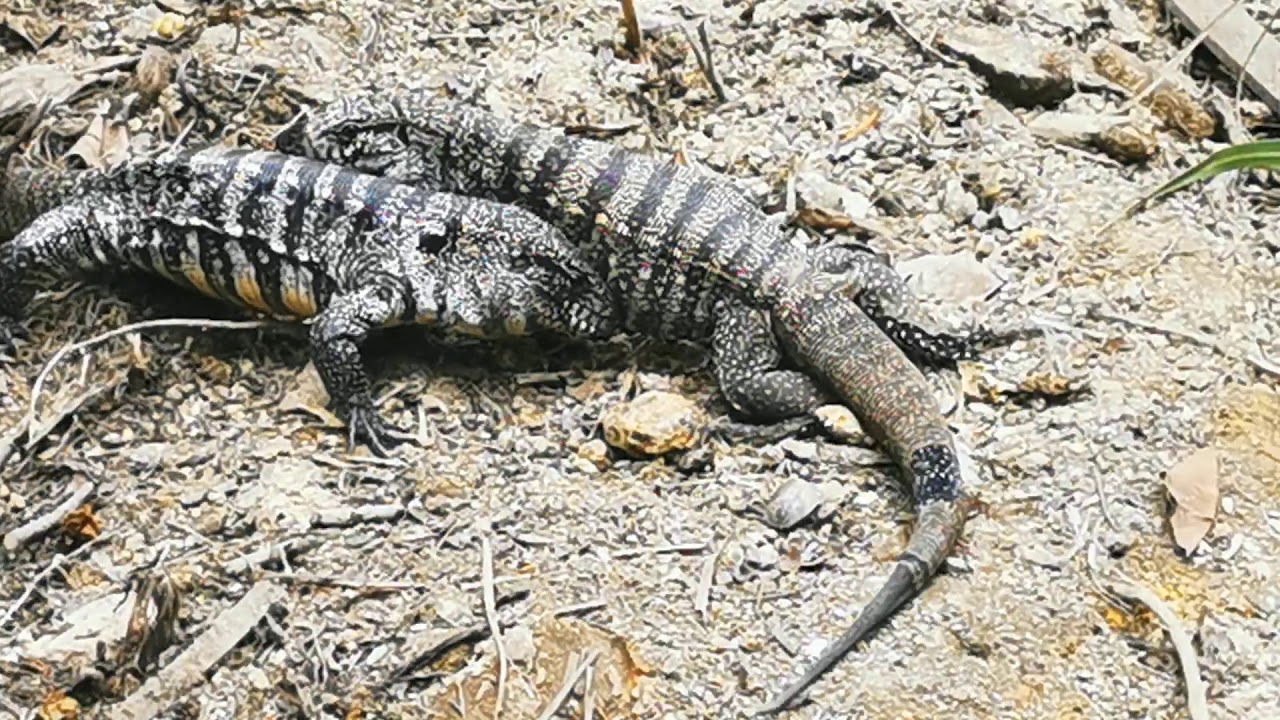 Wild battle, fight between two Argentine black and white tegu #salvatormerianae in Ilha Grande RJ