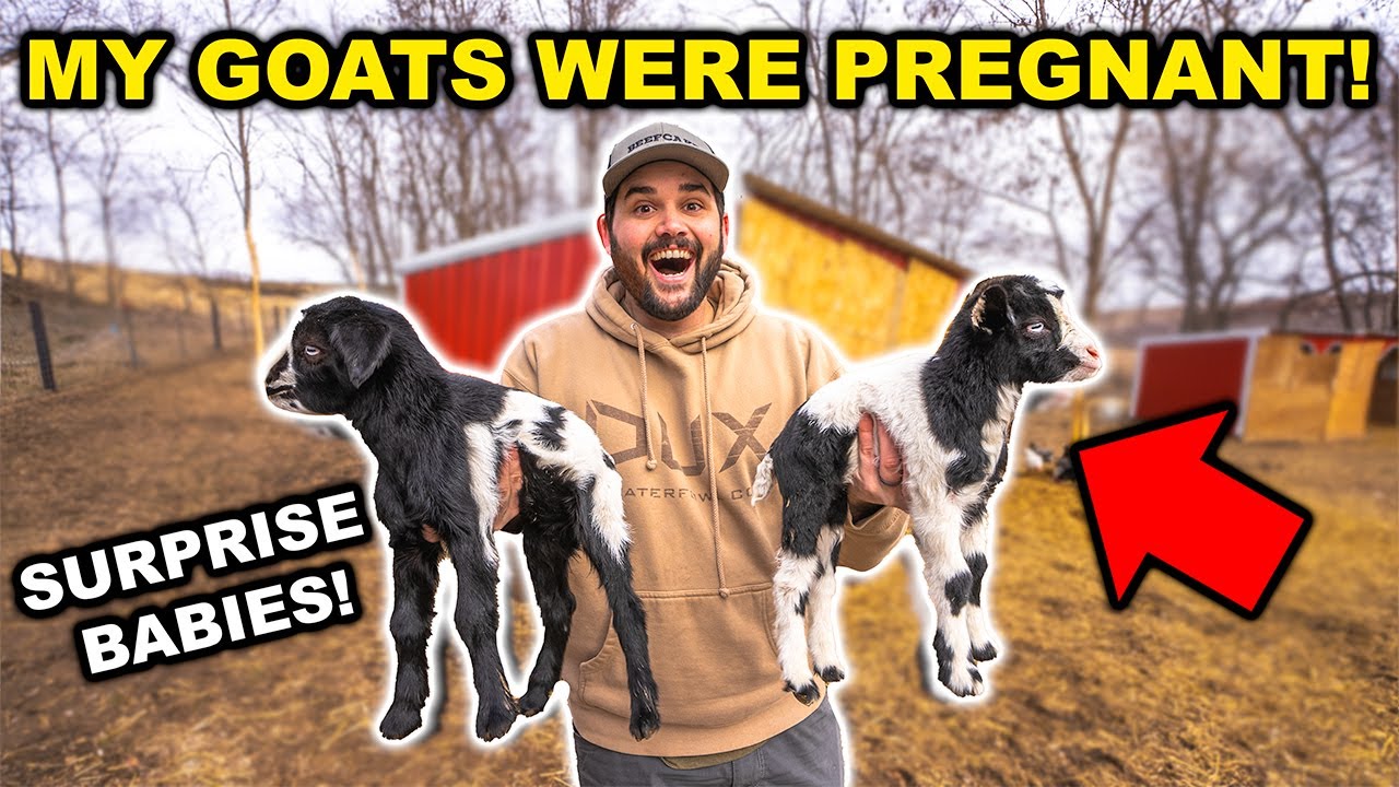 Surprise BABY GOATS Born in the BACKYARD FARM!!!! (Who Had Nuts?!?!)