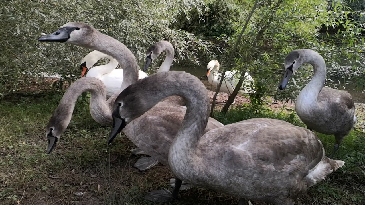 Swan Family