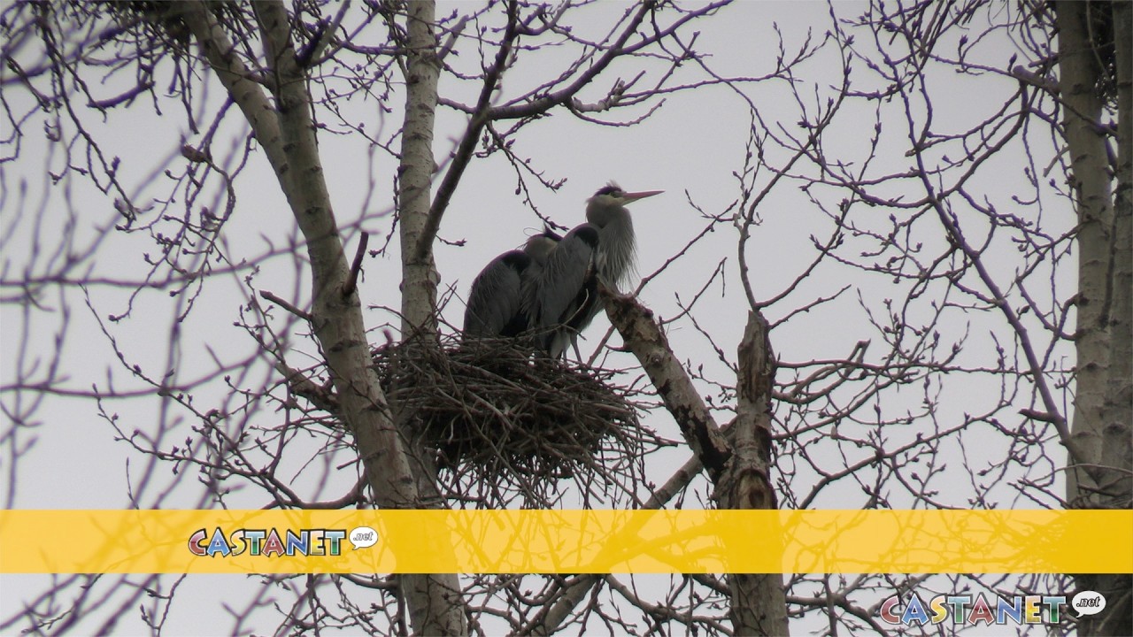 Big birds are back
