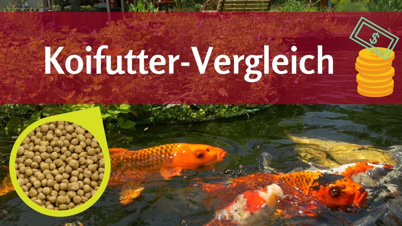 Der Koifutter-Vergleich: Was macht gutes Futter f&uuml;r Koi aus?