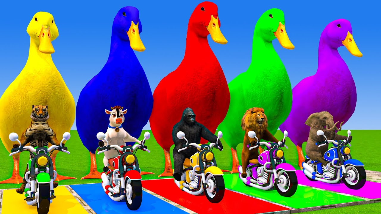5 Giant Duck Cartoon,Cow,Elephant,Tiger,Lion,Dinosaur,Paint Wild Animals Crossing Fountain Animation