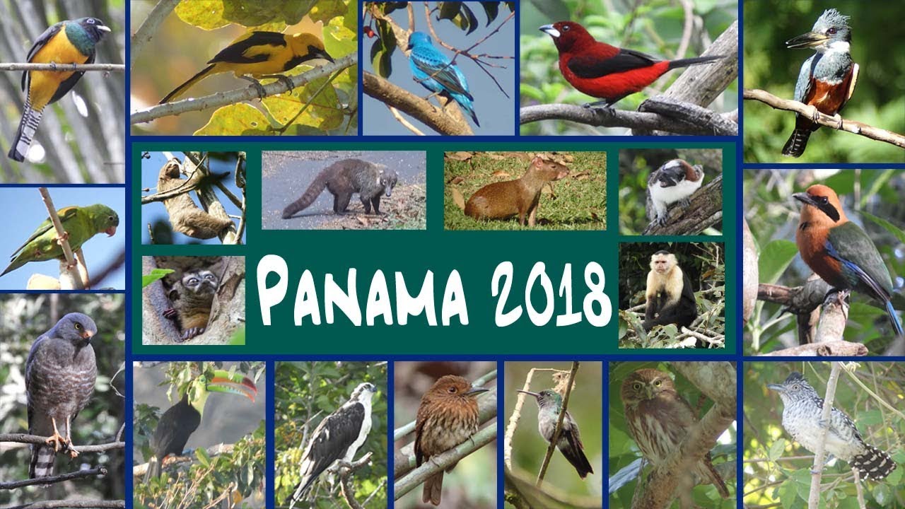 Panama with the Canopy Family