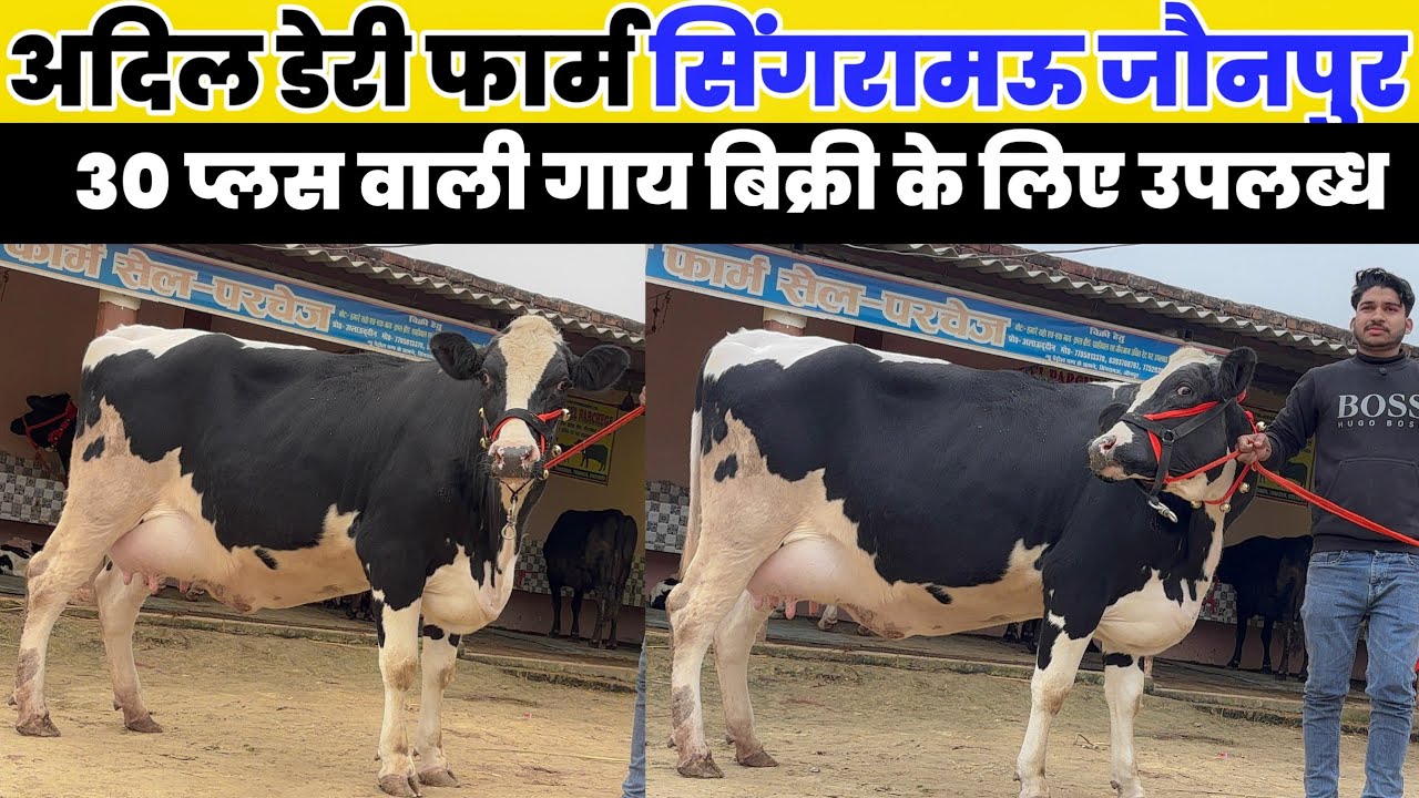 अदिल डेरी फार्म सिंगरामऊ जौनपुर | cow for sale deri ke liye gay kahan se len Jaunpur UP