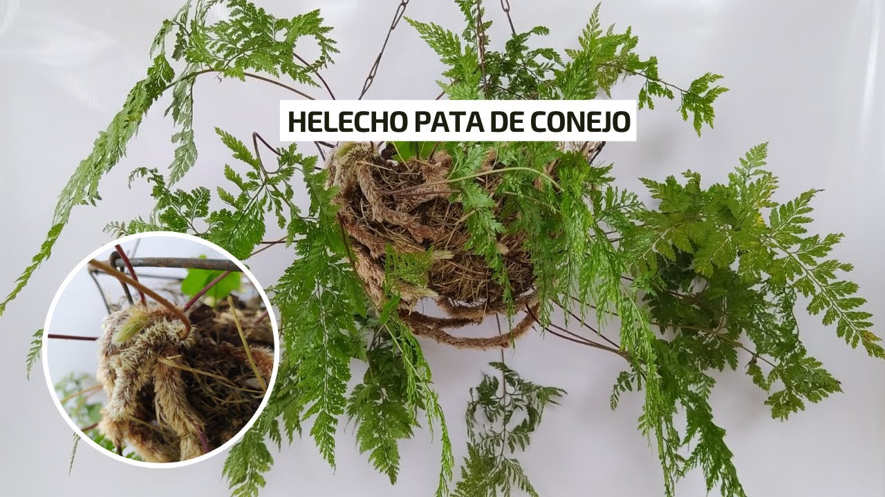 🐰🐰HELECHO PATA DE CONEJO cuidados super fáciles | Jardín Diaz