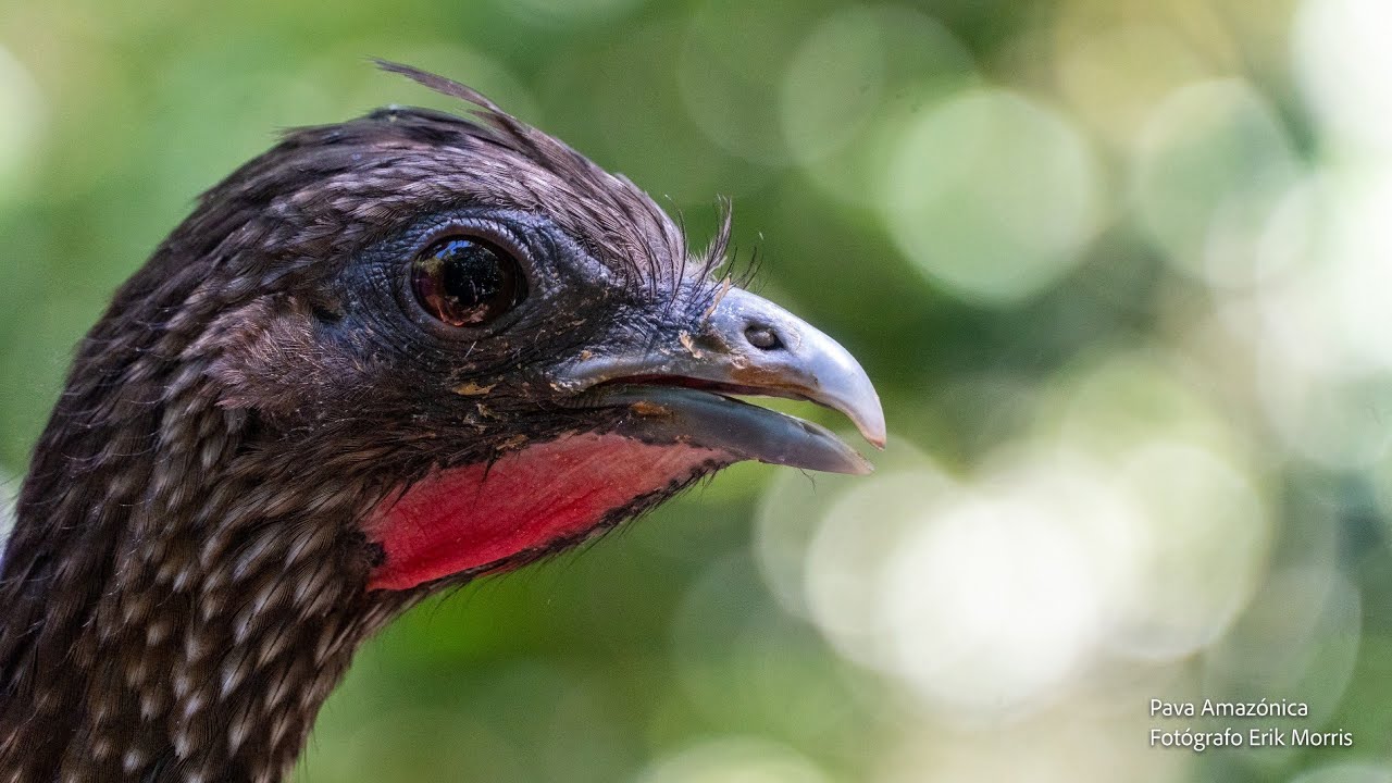 Amazonas vibrante - Biodiversidad