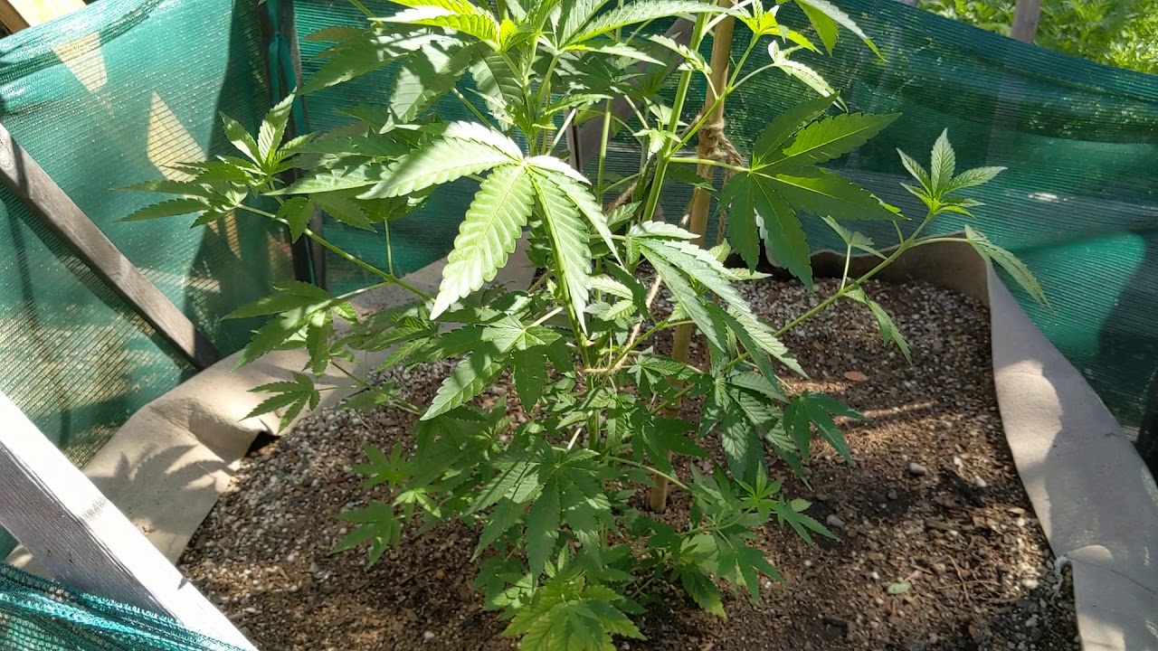 Blueberry and GSC, 2 weeks in the big pots! Super lemon haze budding nicely
