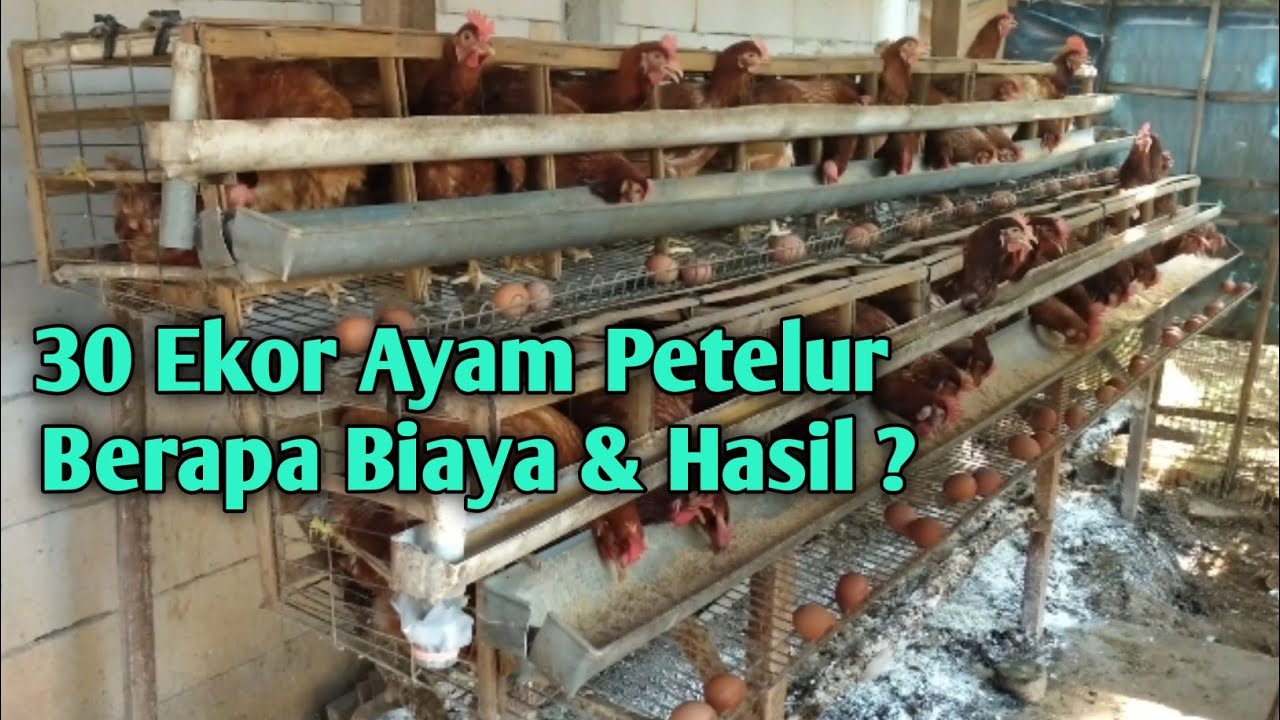 30 Ekor Ayam Petelur, Berapa Biaya & Hasil ?