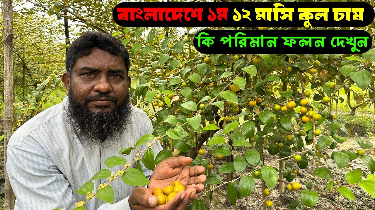 বাংলাদেশে ১ম ১২ মাসি কুল চাষ! কি পরিমান ফলন দেখুন