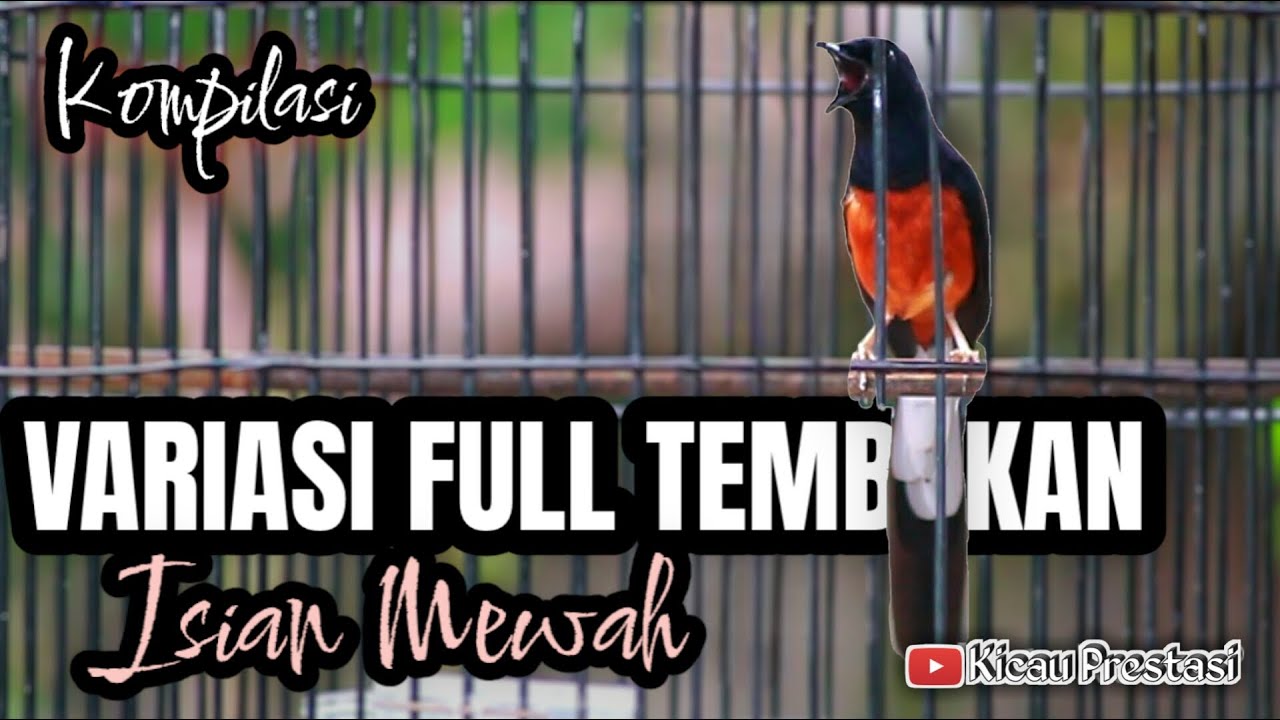 VARIASI TEMBAKAN MURAI BATU GACOR FULL ISIAN MEWAH - KOMPILASI