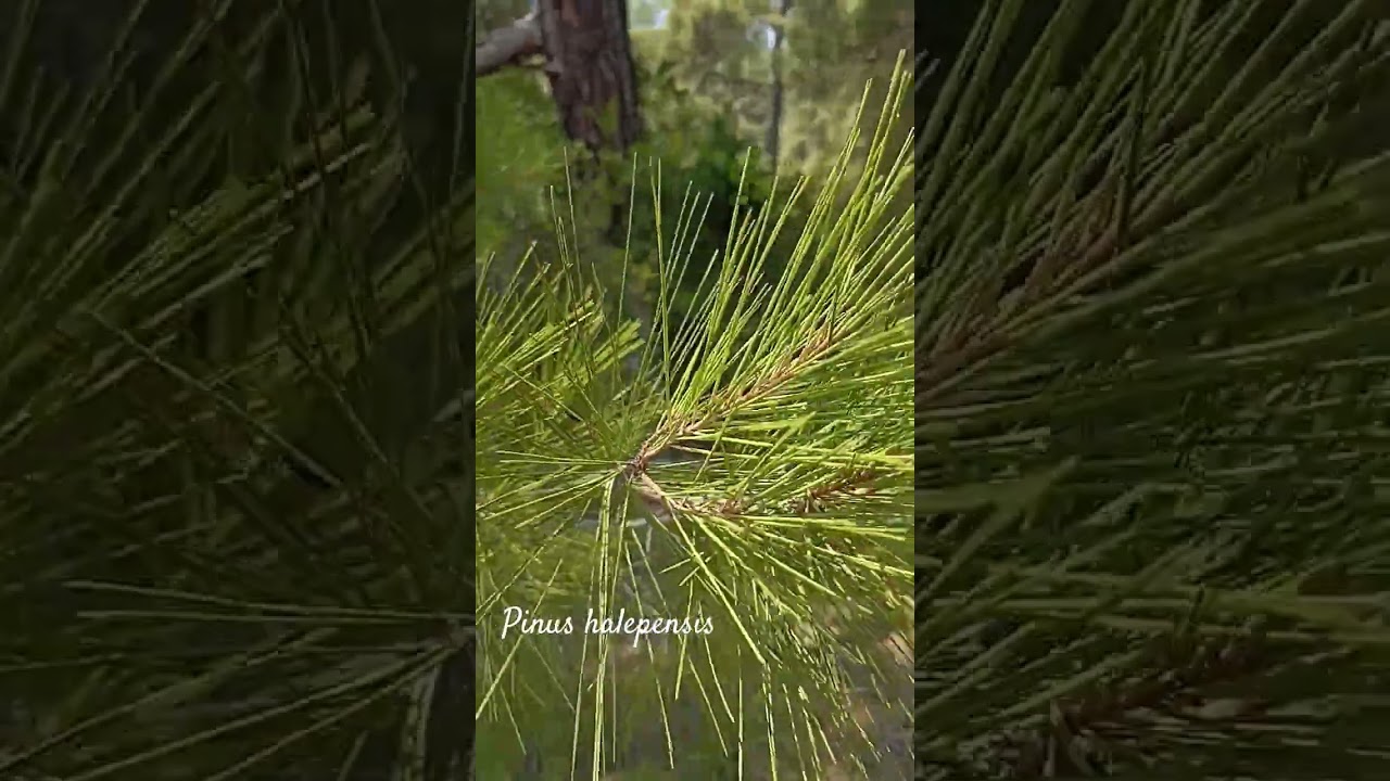 Funny pinus halepensis #shorts