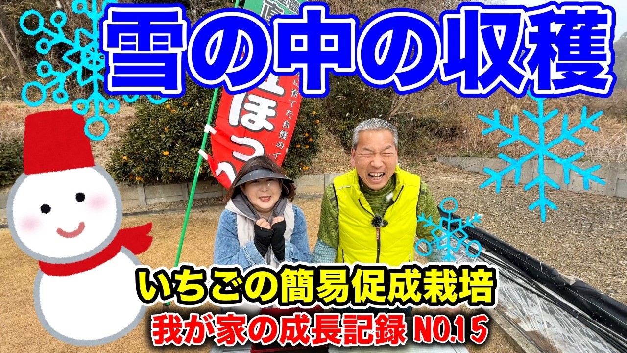 第17回イチゴ栽培初の大雪の中の収穫！！〜イチゴの簡易促成栽培、我が家の成長記録動画シリーズ〜