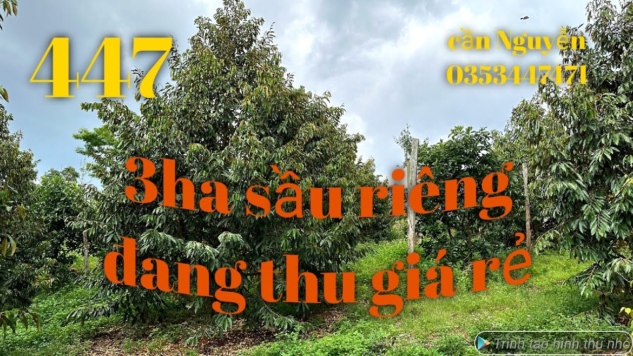 Bán siêu phẩm sầu riêng đang thu DT 3ha có nhà ao hồ views suối đá có 350cay sầu riêng đang thu