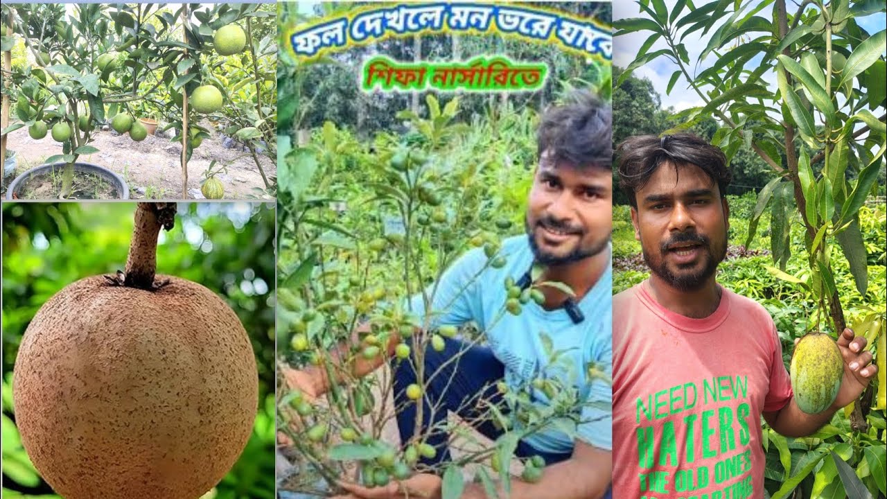 কমদামের ফল গাছ শিফা নার্সারি হাড়োয়া রোড স্টেশন উত্তর ২৪ পরগনা 📱8016959045
