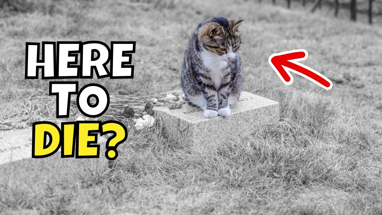 Do Cats Run Away From Home to Die? The Disturbing Truth