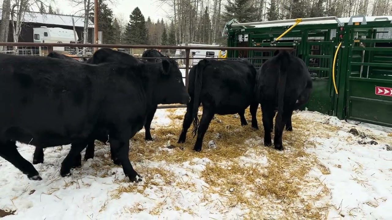 Heifer shots and bedding. (Last of the catch up vids)