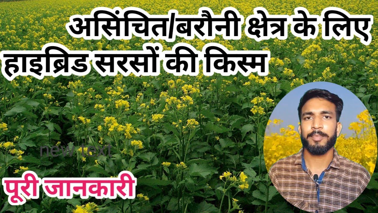 असिंचित/बरौनी क्षेत्र में सरसों की हाइब्रिड किस्मे|| Asinchit area  me hybrid sarso #chhotakisaan