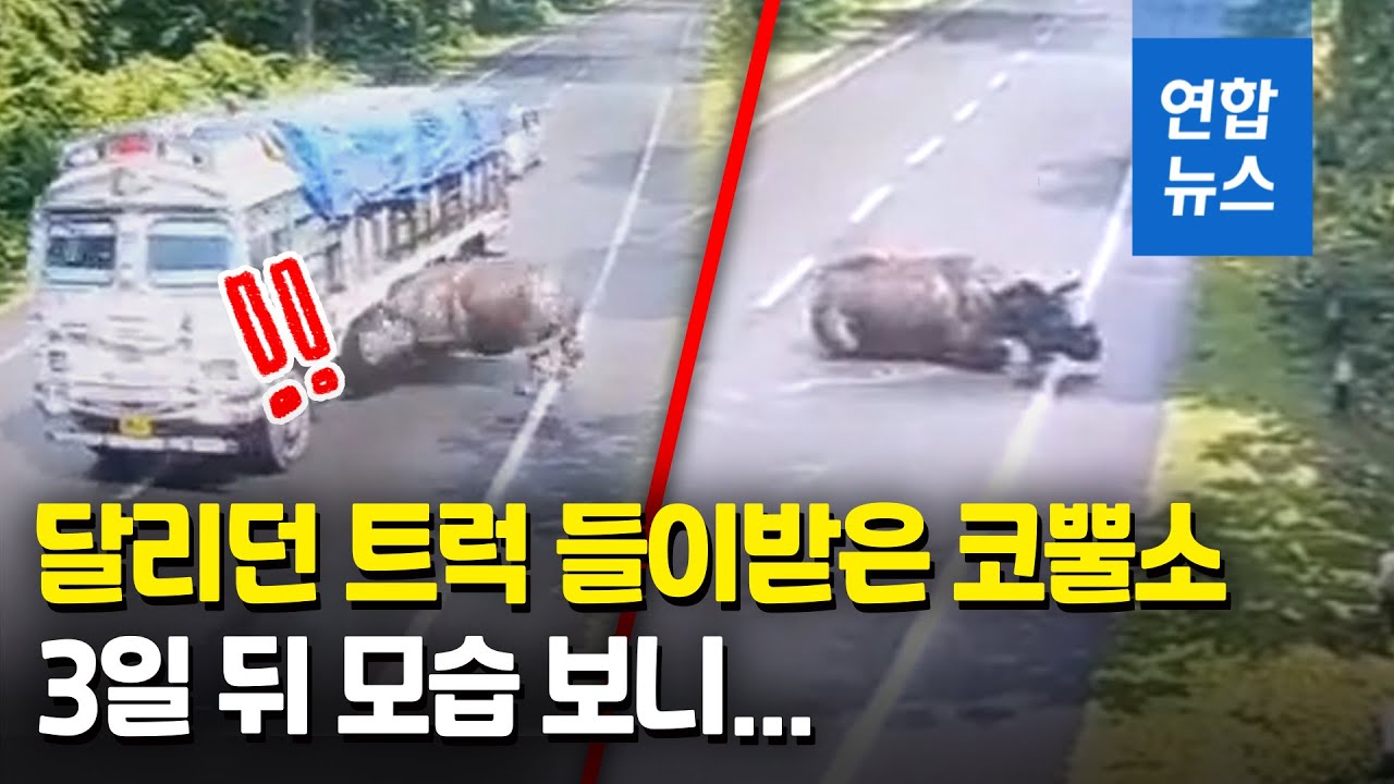 달리던 트럭 들이받고 휘청였던 코뿔소…3일 뒤 공개된 영상 / 연합뉴스 (Yonhapnews)