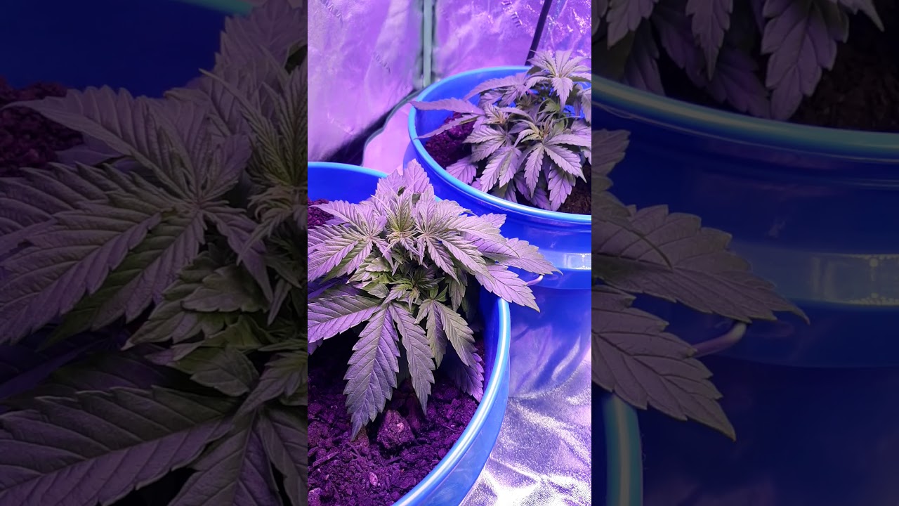 white widow and cali snow auto.....I49 seeds.....