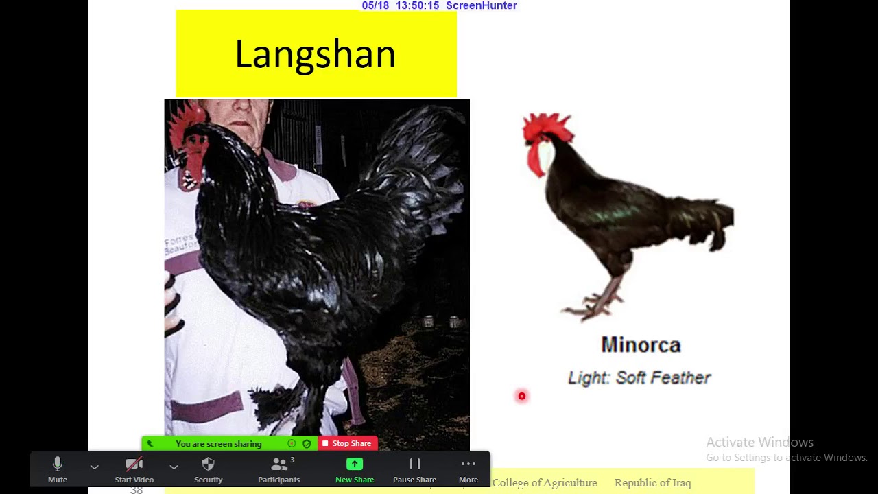 Inheritance of Plumage color in chickens