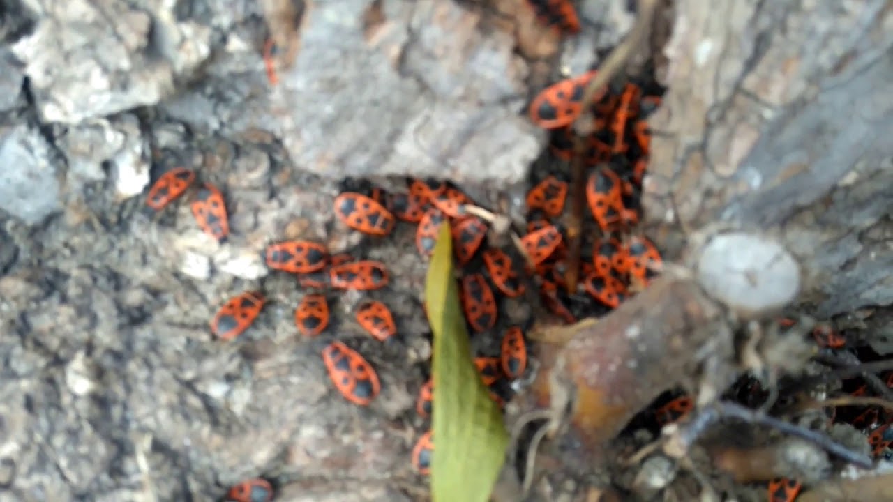 The firebug Pluskwiak Kowal bezskrzydły, kowal dwuplamek, zwany potocznie &bdquo;tramwajarzem&rdquo;,