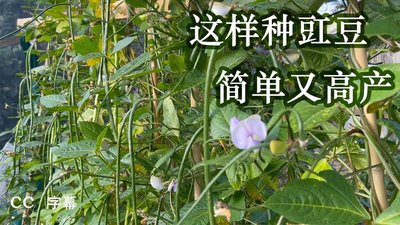 在后院豇豆种植 如何获得长豆丰收的经验分享和方法.how to grow long beans at home及需要注意的下种时间和季节.