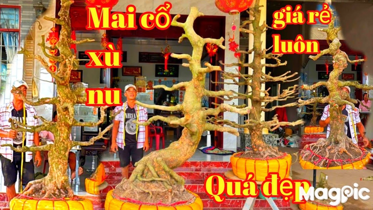 A Thành 👉 Zalo 0937763305 💥 quá bất ngờ giá rẻ với 7 Cây mai xù nu đẹp tuyệt vời tại ĐT 