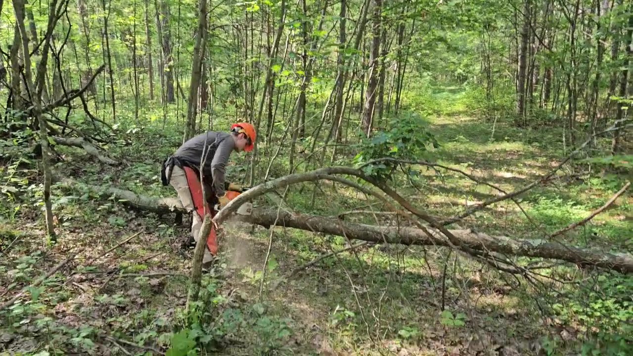 Cutting a log under compression and tension