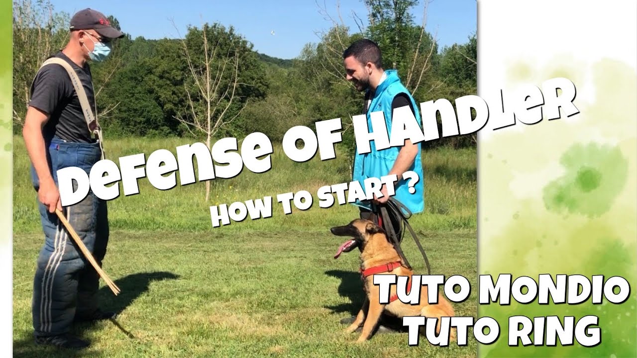 Defense of the handler : how to start with a young dog - tuto ring tuto mondioring - technics