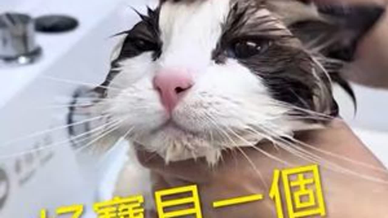 专业洗猫.看看猫咪多放松了，手法跟技术耐心都很重要。#猫咪冲凉如何给猫咪冲凉全过程。