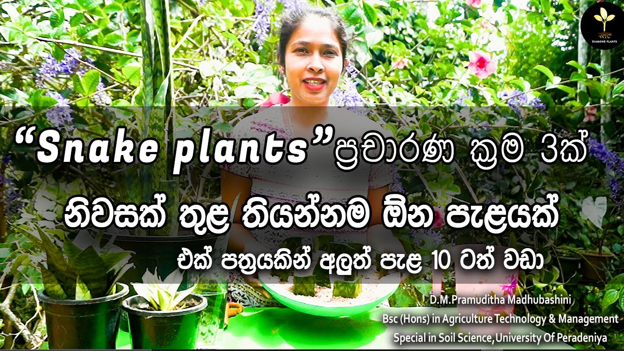Three Methods to propagate Snake plants| Snake plants ප්‍රචාරණ ක්‍රම 3ක්/ senservieria propation