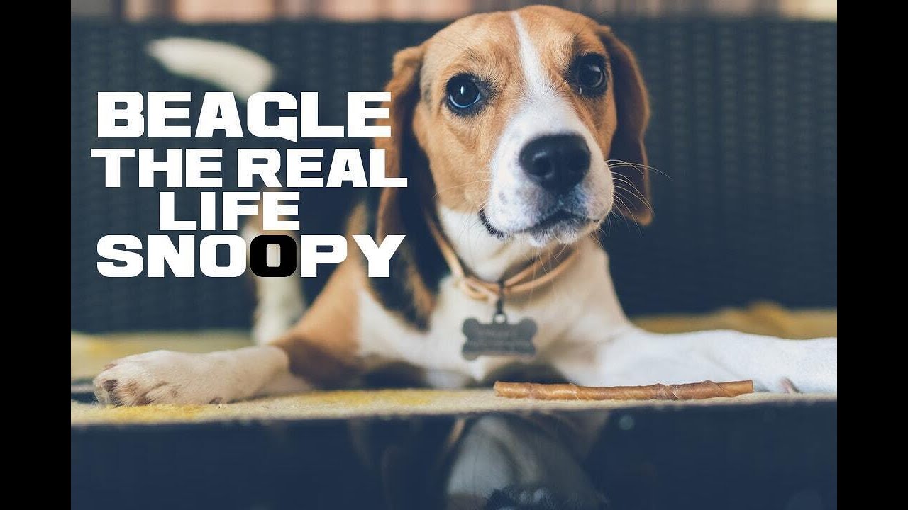 10 Beagle Facts - The Real Life Snoopy - Animal a Day