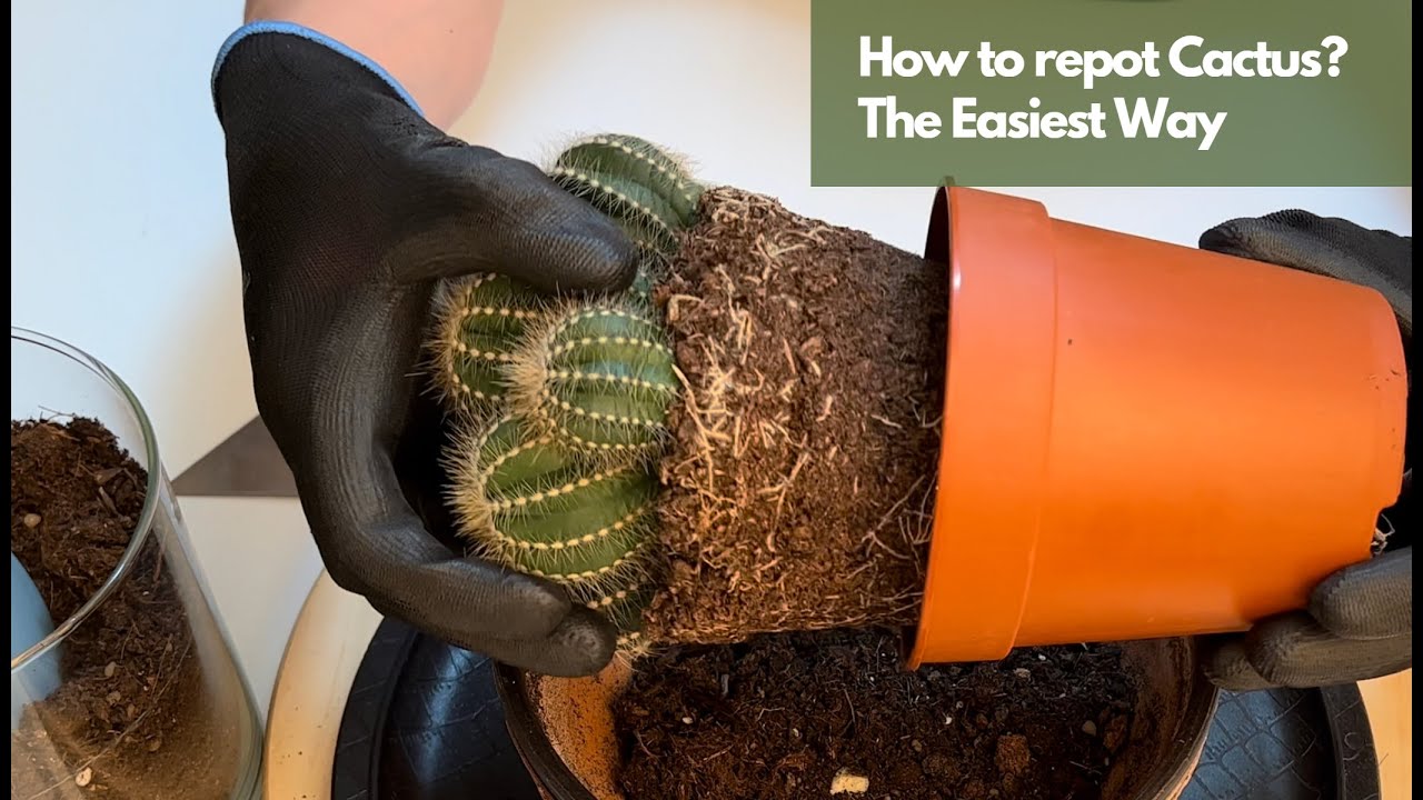 How to Repot Cactus Plants - Simple and Easy Way of repotting cactus