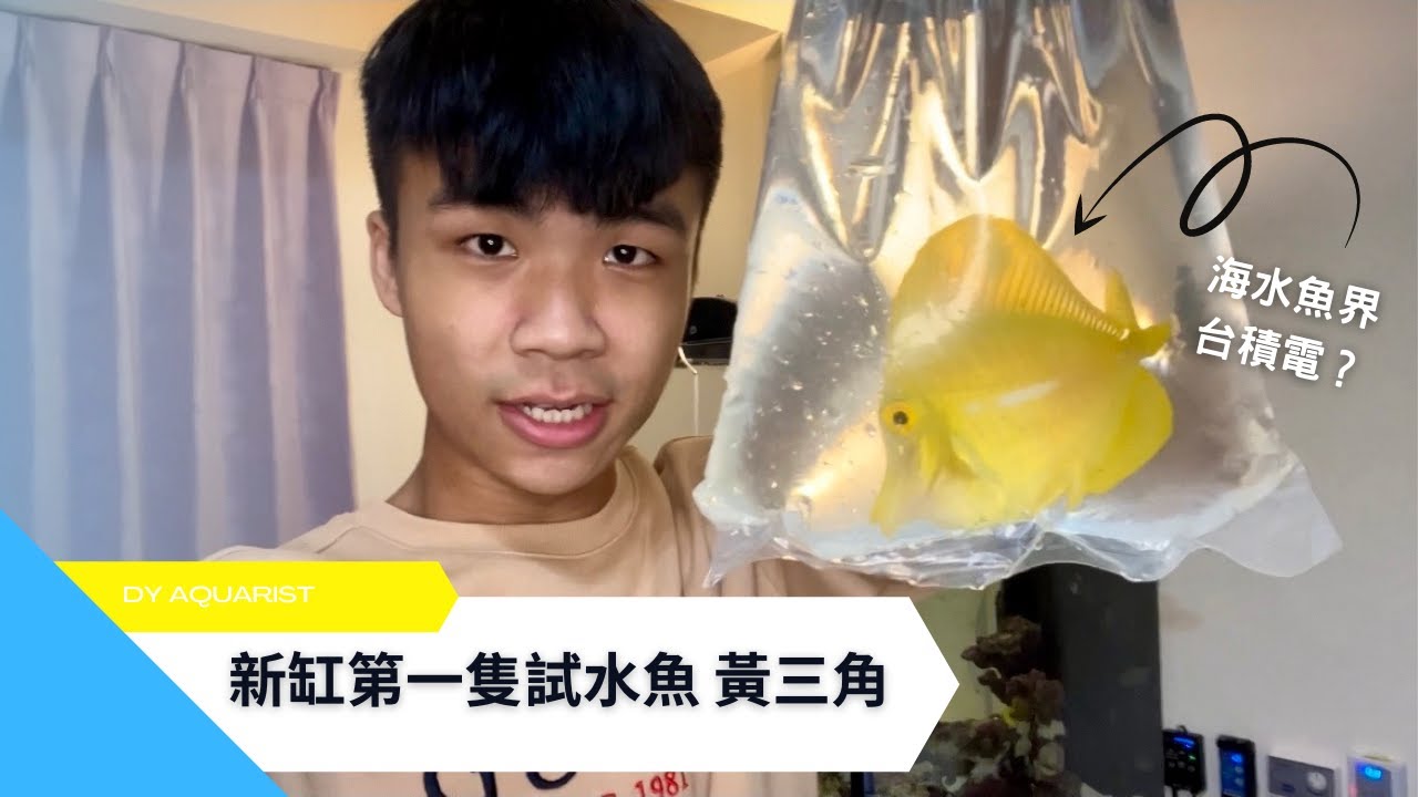 開缸第一隻試水魚就決定是海水魚界的台積電黃三角倒吊
