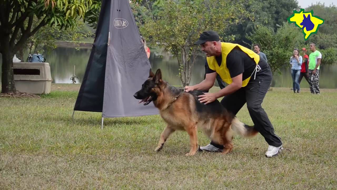 XVIII Expo ACCHOPA - SBCPA - Prova de Proteção Machos