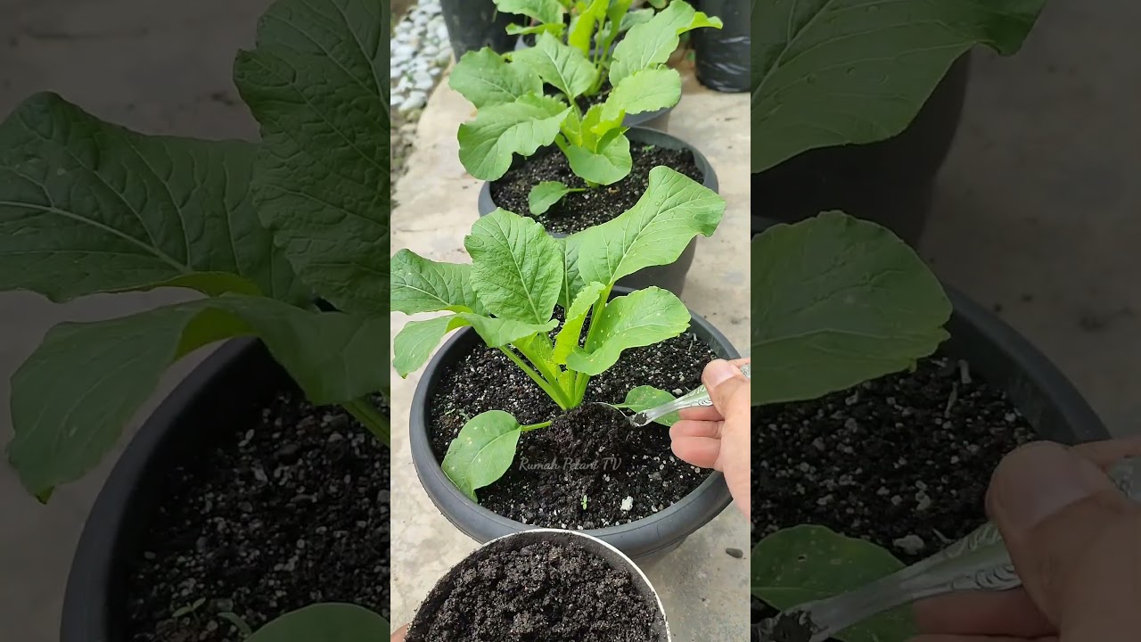 Growing mustard greens in pots