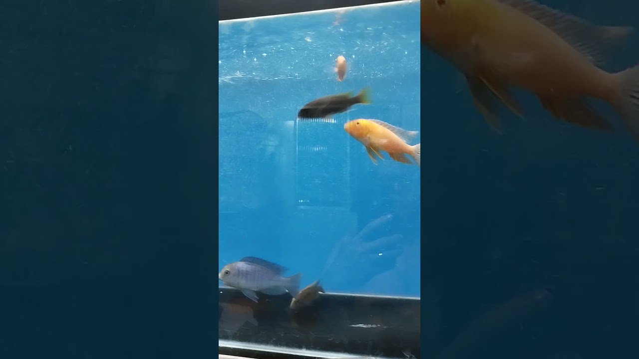 #cicl&iacute;deos #peixes #aquarium #aquarius #africacicl&iacute;deosafricano #africa