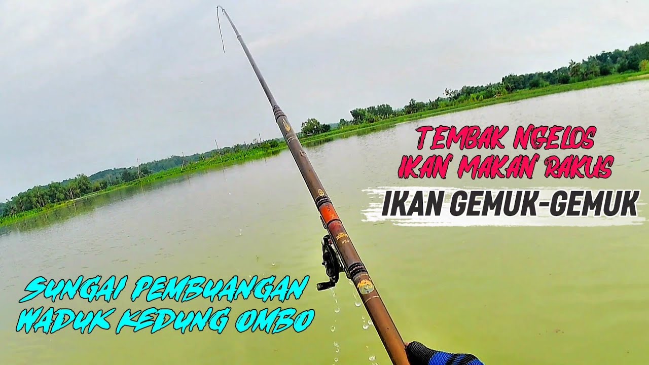 SPOT IDAMAN‼️PANEN STRIKE IKAN GEMUK-GEMUK || IKAN TERLALU MUDAH #mancing #fishing #tilapia #wko