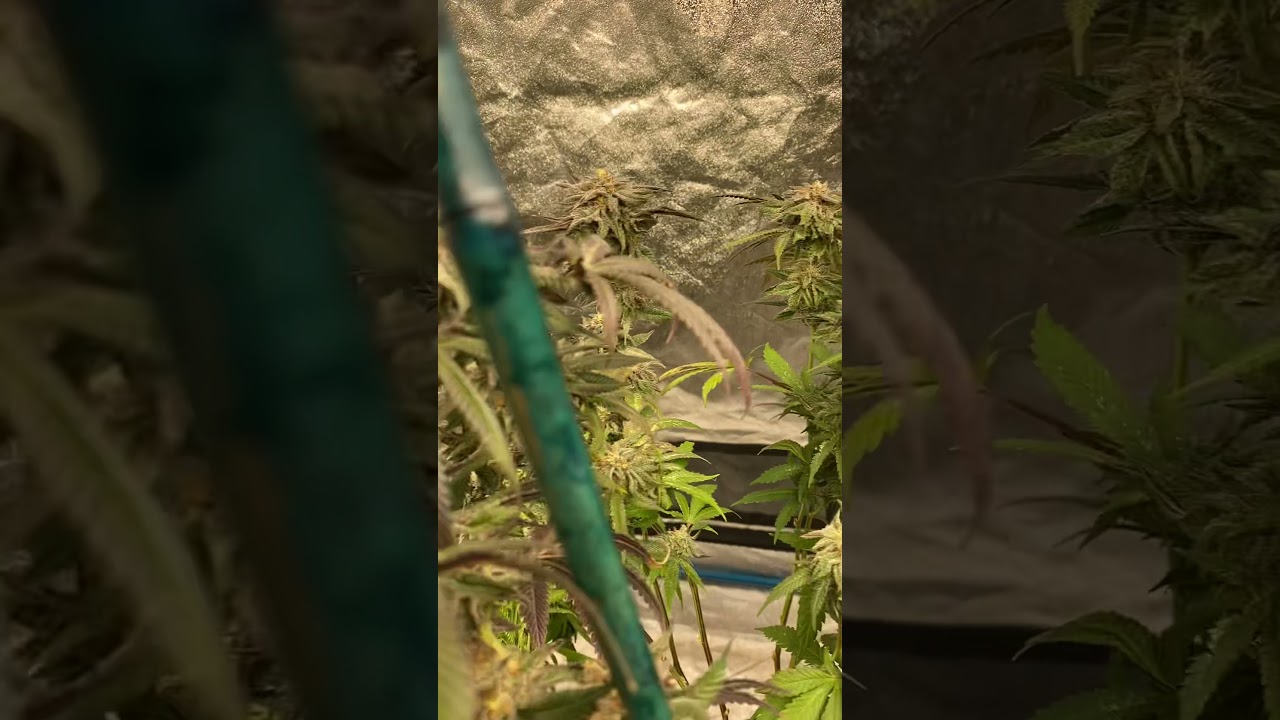 Granddaddy purple what pheno looks better???