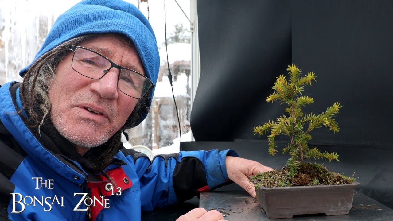 Обрезка тиса и других небольших деревьев, The Bonsai Zone, январь 2026 г.