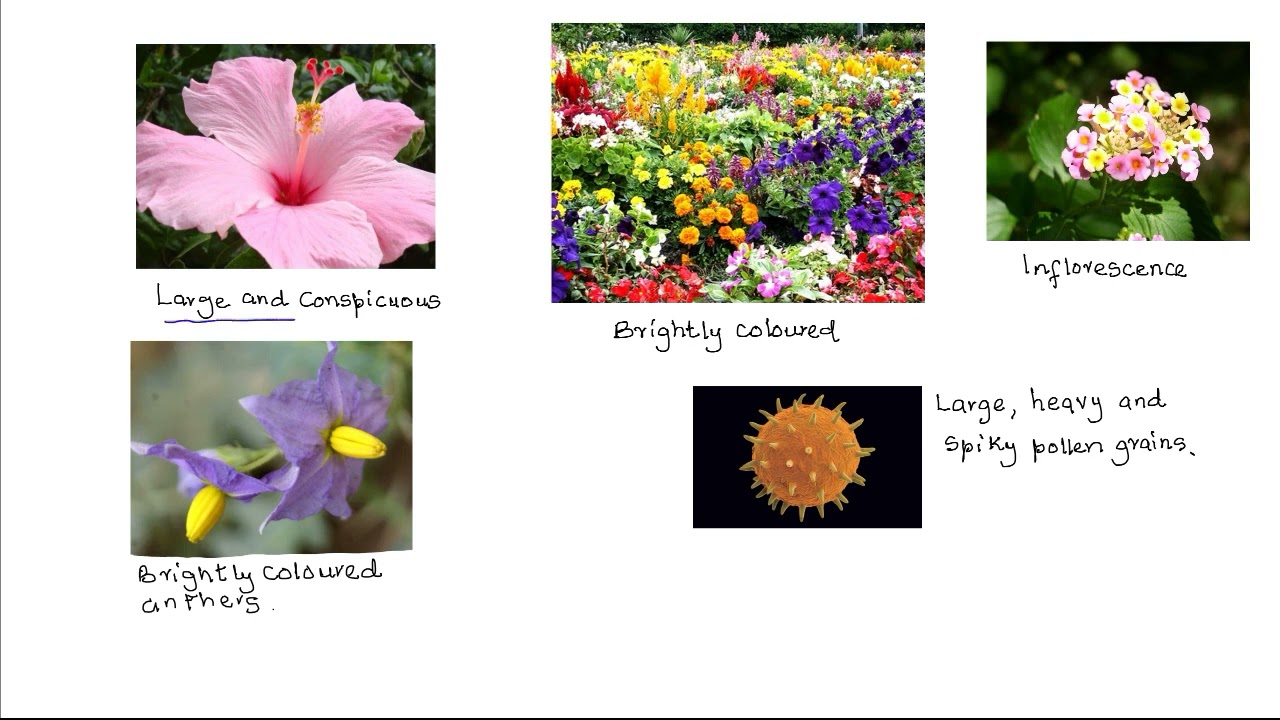 Pollination in Flowering Plants Grade 12