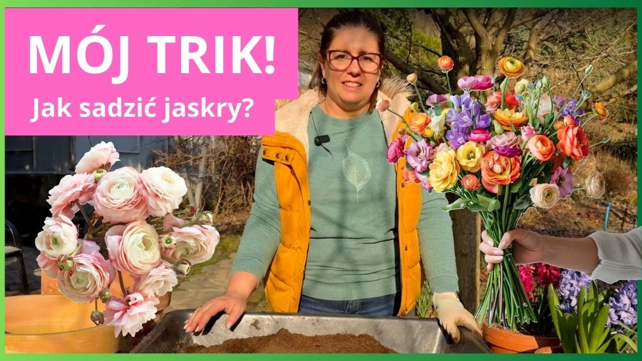Jak uprawiać jaskry w ogrodzie