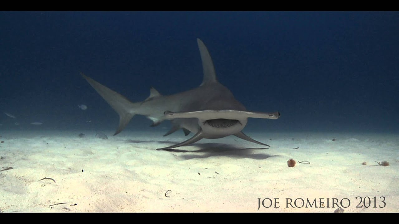 333-THE GREAT HAMMERHEAD