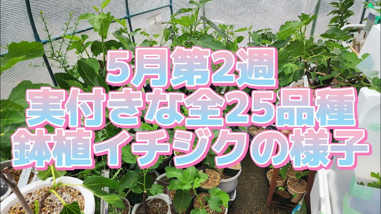 [イチジク]実付き全25品種 2023年5月第2週の成長記録 [いちじく 栽培 無花果 fig 2023]