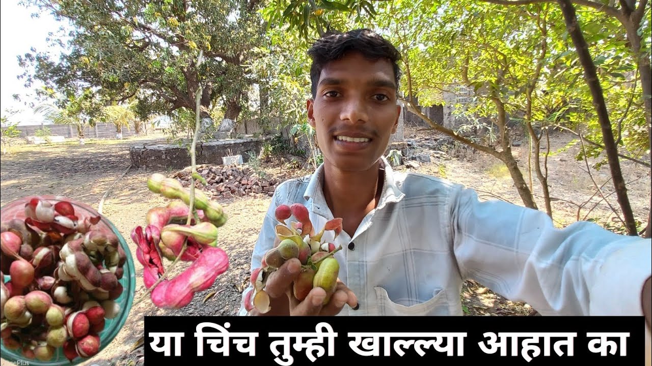 या चिंच तुम्ही खाल्ल्या आहात का 🤔 ! Marathi Vlogs. 