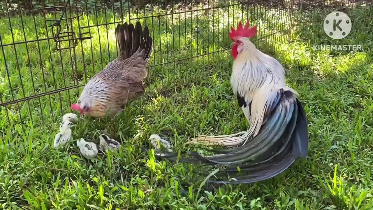 Ohiki & Phoenix