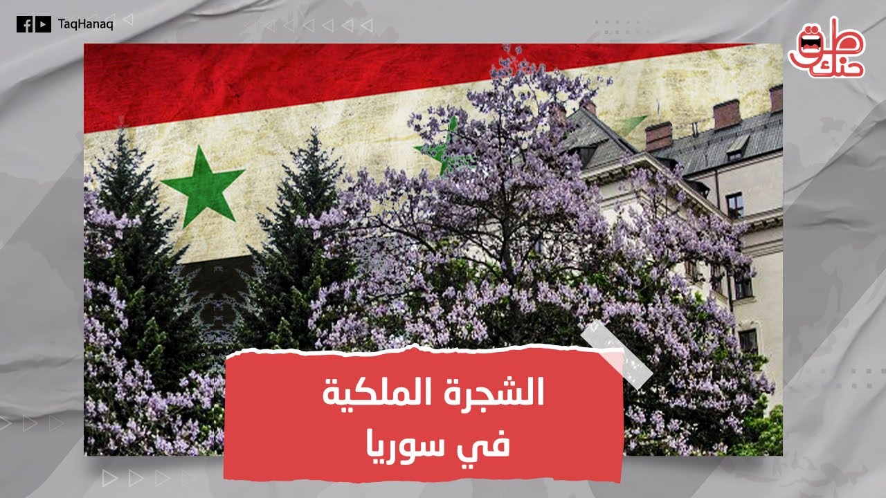 لأول مرة في سوريا.. زراعة شجرة الأمراء.. أرباحها خيالية وفوائدها لا تعد.. ما القصة؟