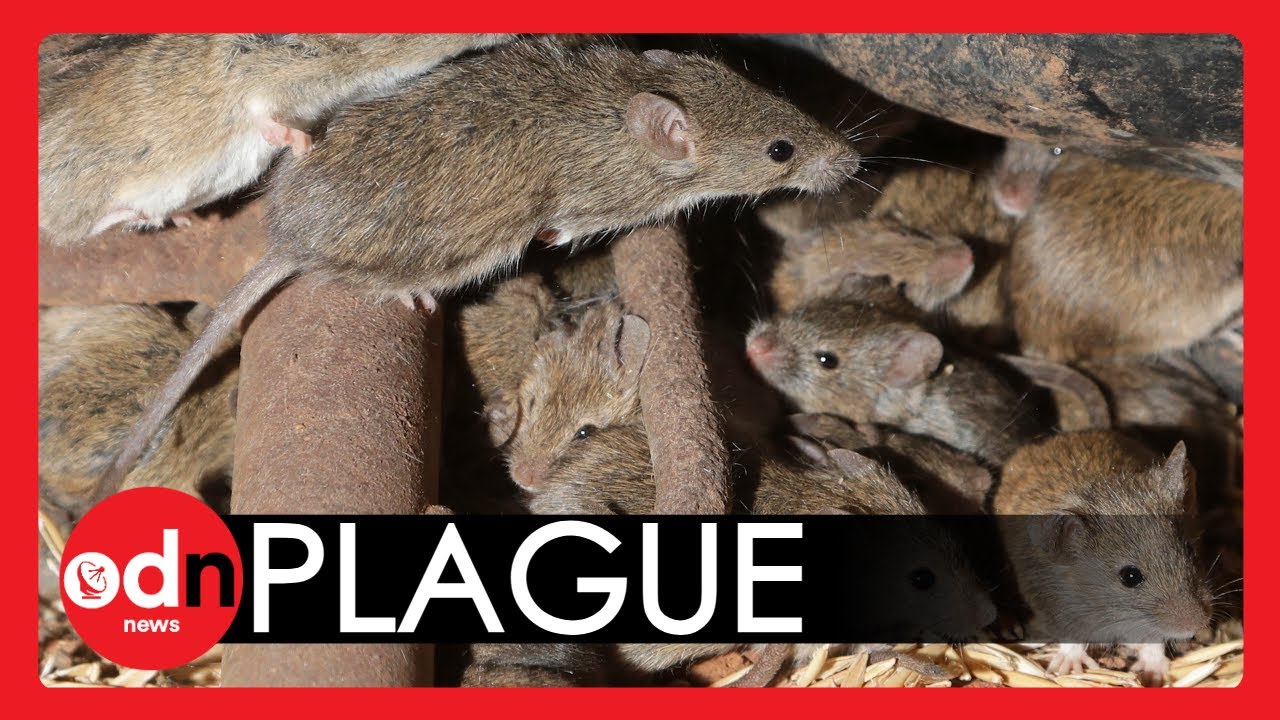Australian Mouse PLAGUE Ravaging New South Wales Forces Legalisation of Deadly Poison