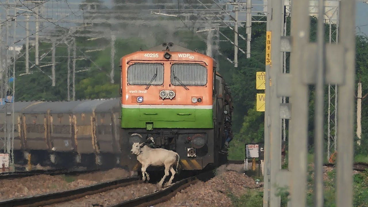 Live Train Accident ! TRAIN Hit Cow Crossing Train Line At Normal Speed Indian Railways train Videos
